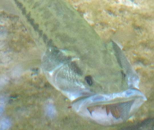 Largemouth Bass feeding on Bluegill