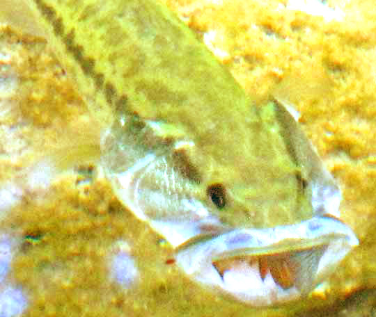 Largemouth Bass feeding on Bluegill