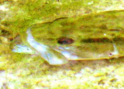 Largemouth Bass feeding on Bluegill