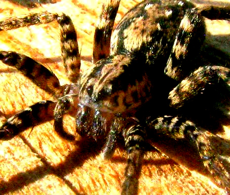 Wandering Spider, LEPTOCTENUS BYRRHUS, front view