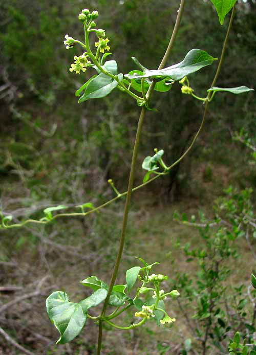 Talayote, CYNANCHUM RACEMOSUM, flowers