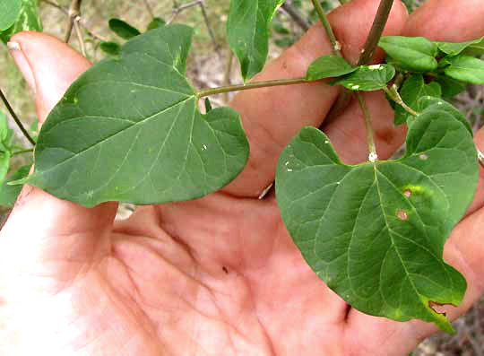 Talayote, CYNANCHUM RACEMOSUM, leaves