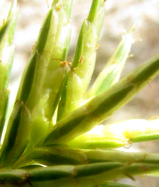 Rusty Flatsedge, CYPERUS ODORATUS, spikelets