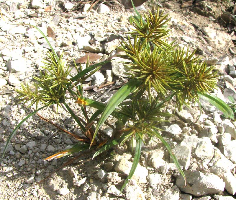 Rusty Flatsedge, CYPERUS ODORATUS