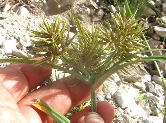 Rusty Flatsedge, CYPERUS ODORATUS, side view