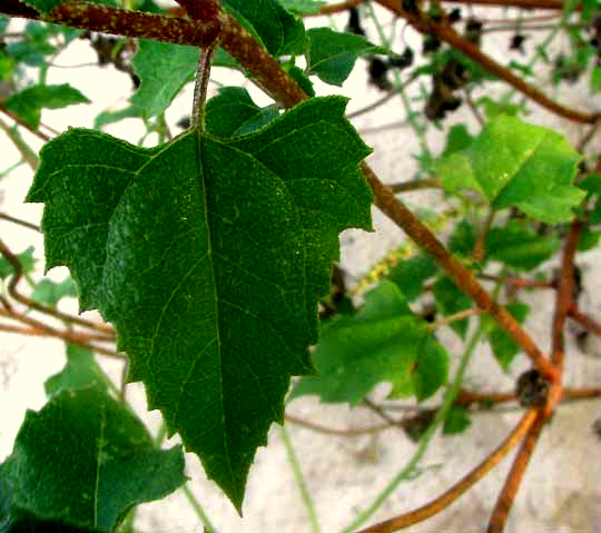 Sand Sunflower, HELIANTHUS DEBILIS, leaf