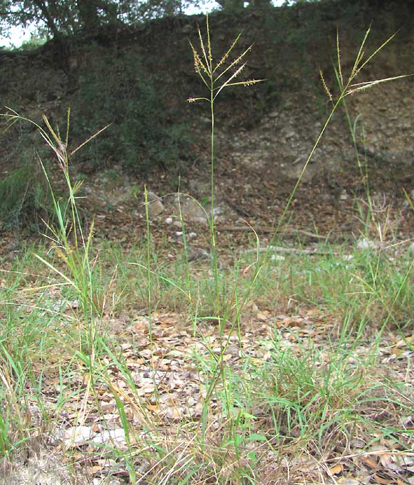 King Ranch Bluestem, BOTHRIOCHLOA ISCHAEMUM var. SONGARICA