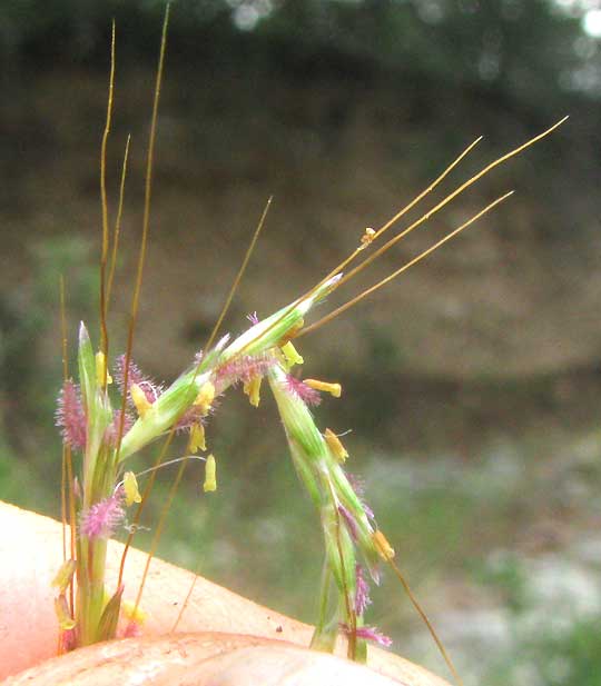 King Ranch Bluestem, BOTHRIOCHLOA ISCHAEMUM var. SONGARICA, flowers