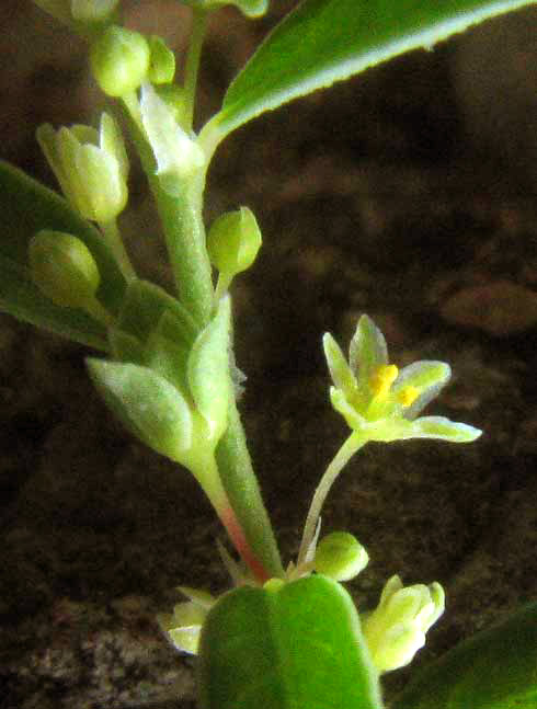 Smartweed Leaf-flower, PHYLLANTHUS POLYGONOIDES, flower & stipules