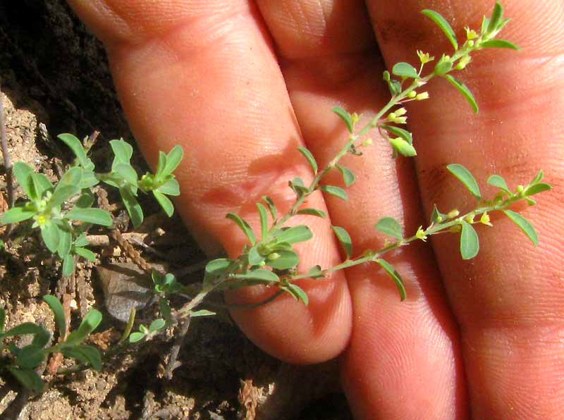 Smartweed Leaf-flower, PHYLLANTHUS POLYGONOIDES