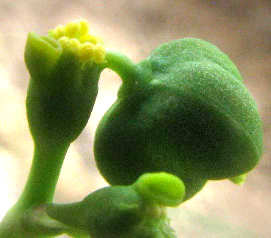 Wild Poinsettia, EUPHORBIA CYATHOPHORA, flowers