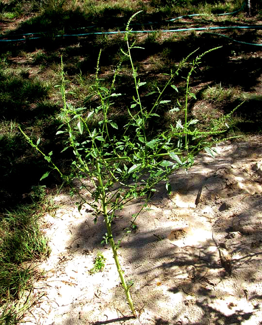 Sand Amaranth, AMARANTHUS ARENICOLA