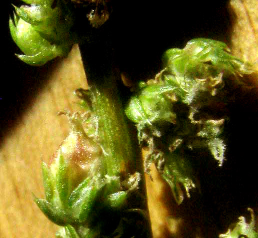 Sand Amaranth, AMARANTHUS ARENICOLA, female flowers