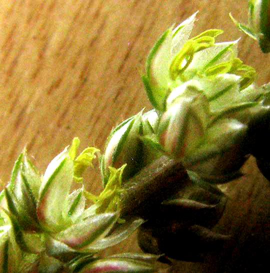 Sand Amaranth, AMARANTHUS ARENICOLA, male flowers