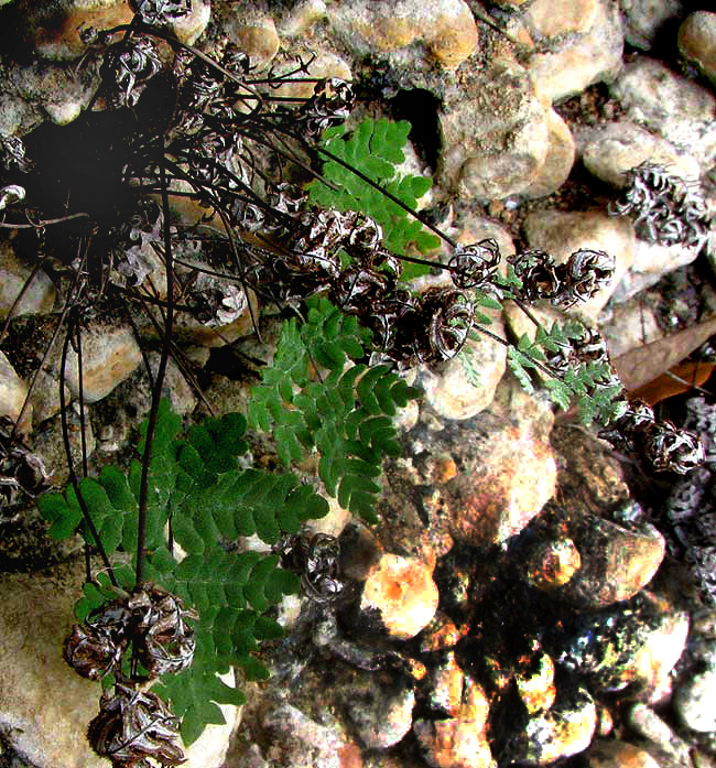 Powdery False Cloak Fern, ARGYROCHOSMA DEALBATA