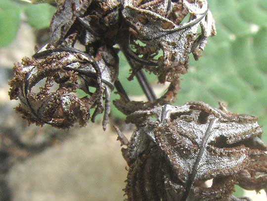 Powdery False Cloak Fern, ARGYROCHOSMA DEALBATA, pinnae subsurface