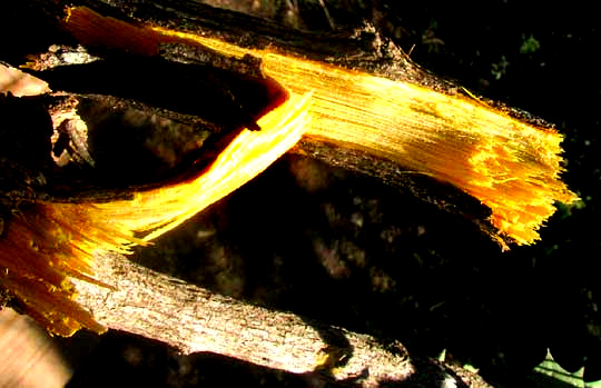 Agarita, BERBERIS TRIFOLIOLATA, broken stem showing yellow wood