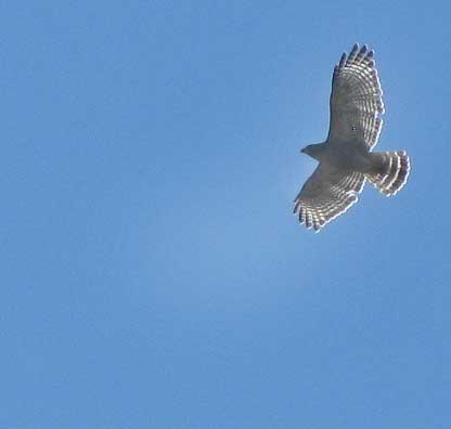 Red-shouldered Hawk, BUTEO LINEATUS, from below