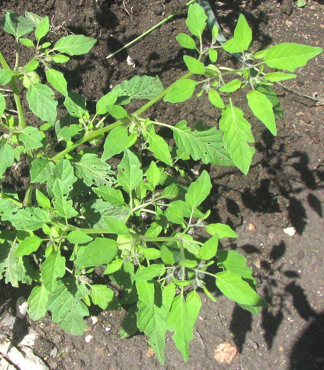 Netted Globecherry, MARGARANTHUS SOLANACEOUS