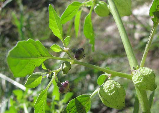 Netted Globecherry, MARGARANTHUS SOLANACEOUS, flowers & fruits