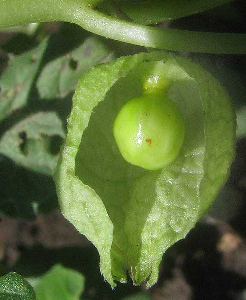 Netted Globecherry, MARGARANTHUS SOLANACEOUS, fruit bladder open to reveal berry inside