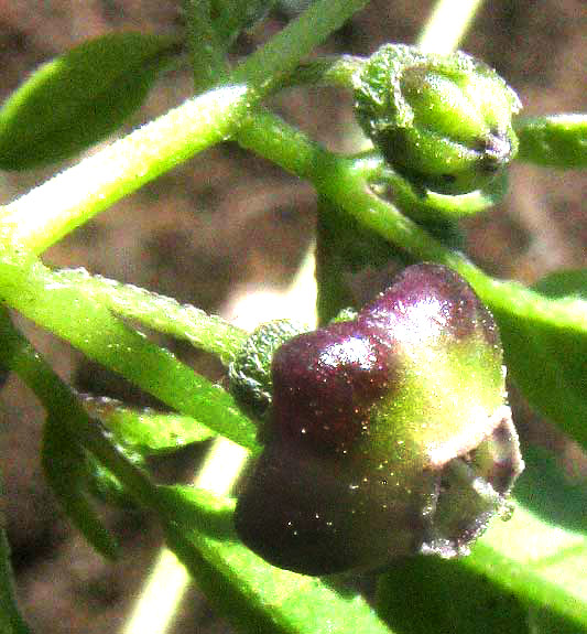 Netted Globecherry, MARGARANTHUS SOLANACEOUS, flower