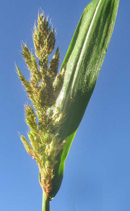 Sorghum x Sudan hybrid, inflorescence