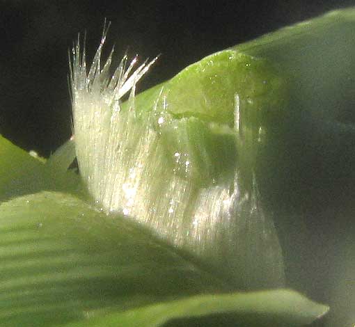 Sorghum x Sudan hybrid, blade ligule