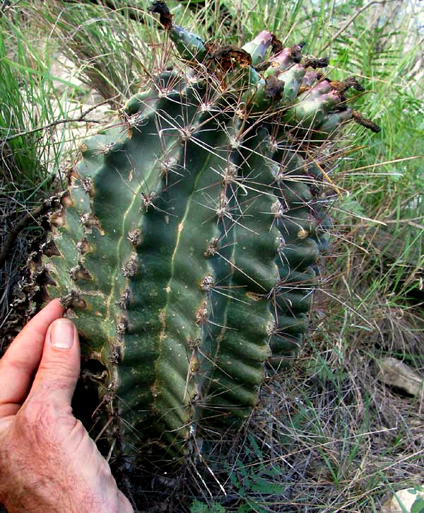 Texas Barrel Cactus, FEROCACTUS HAMATACANTHUS