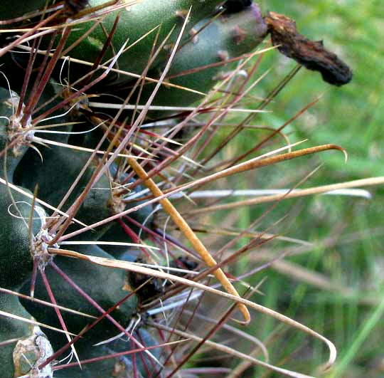 Texas Barrel Cactus, FEROCACTUS HAMATACANTHUS, spines