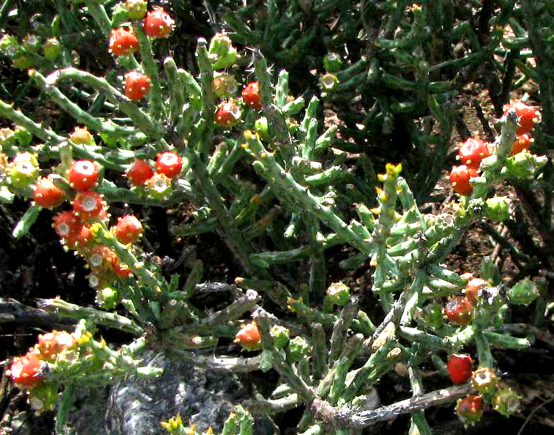 Tasajillo, CYLINDROPUNTIA LEPTOCAULIS