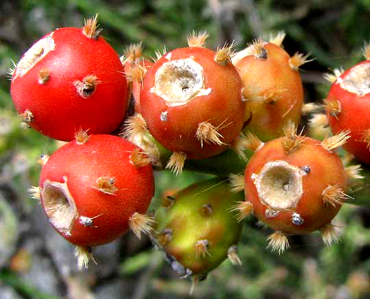 Tasajillo, CYLINDROPUNTIA LEPTOCAULIS, fruits with glochids
