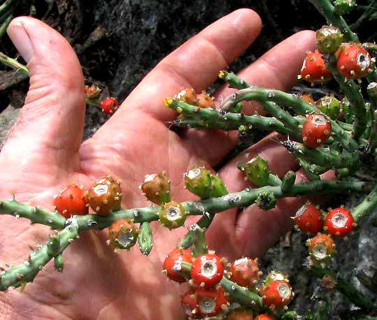 Tasajillo, CYLINDROPUNTIA LEPTOCAULIS, fruits on stems