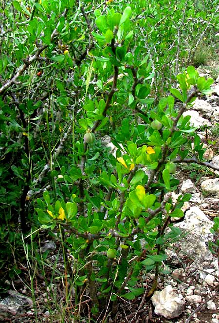 Leatherstem, JATROPHA DIOICA