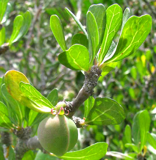 Leatherstem, JATROPHA DIOICA, leaves & fruits