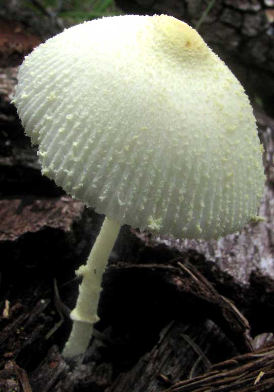 Flowerpot Parasol Mushroom, LEUCOCOPRINUS BIRNBAUMII