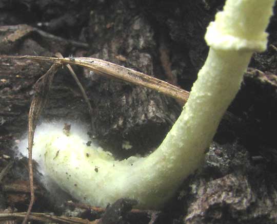 Flowerpot Parasol Mushroom, LEUCOCOPRINUS BIRNBAUMII, stem base