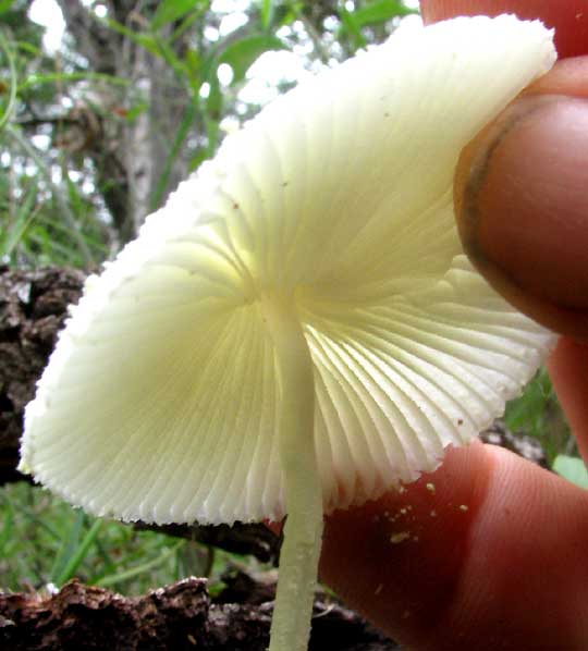 Flowerpot Parasol Mushroom, LEUCOCOPRINUS BIRNBAUMII, gills beneath cap
