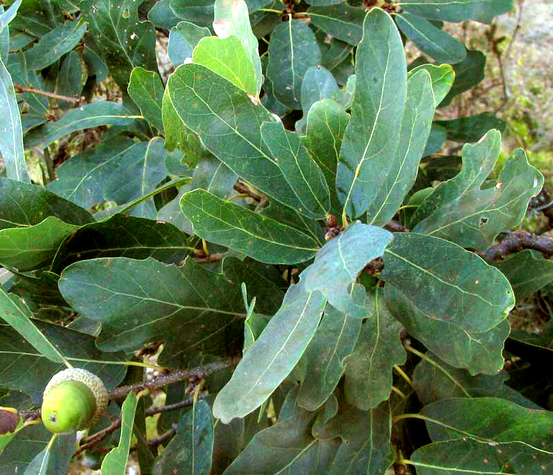 Lacey Oak, QUERCUS LACEYI