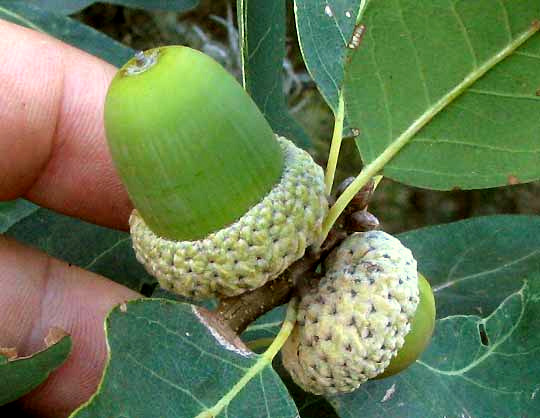 Lacey Oak, QUERCUS LACEYI, acorns