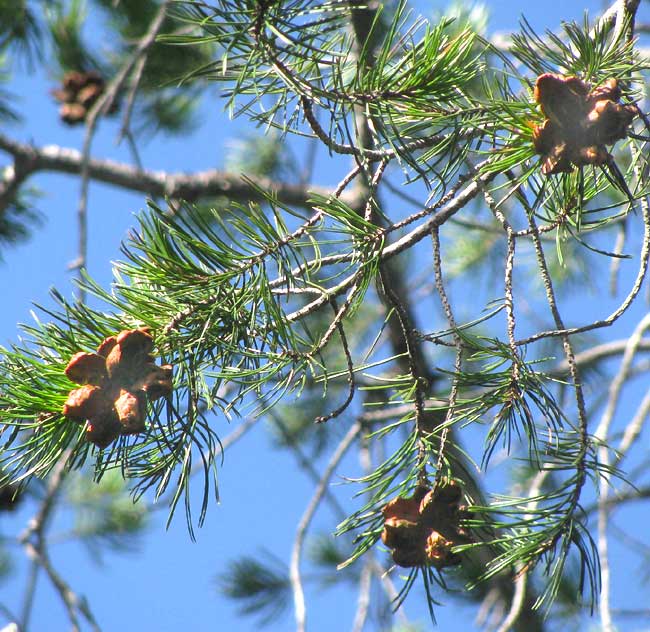 Texas Pinyon Pine, PINUS REMOTA