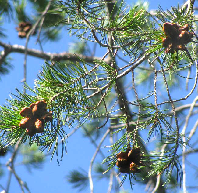 Texas Pinyon Pine, PINUS REMOTA