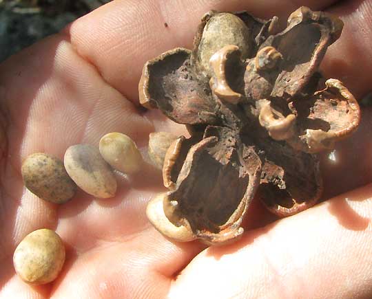 Texas Pinyon Pine, PINUS REMOTA, open cone and seeds