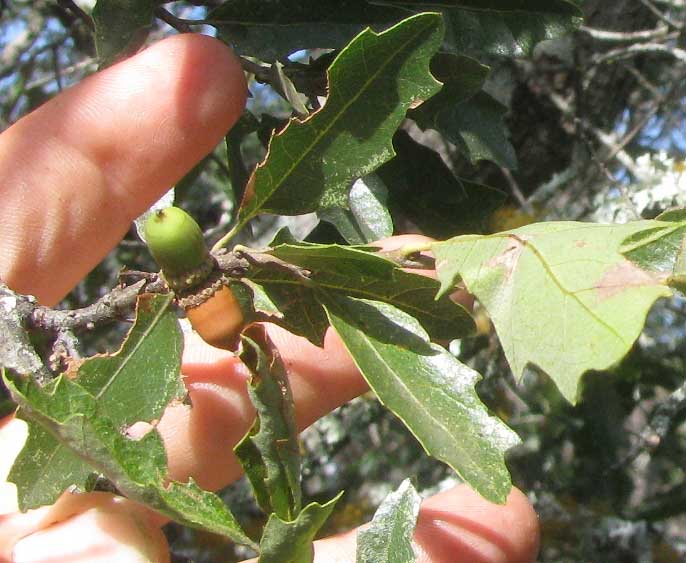 Shin Oaks, QUERCUS VASEYANA, leaves and acorns