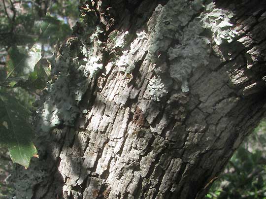 Shin Oak, QUERCUS VASEYANA, bark