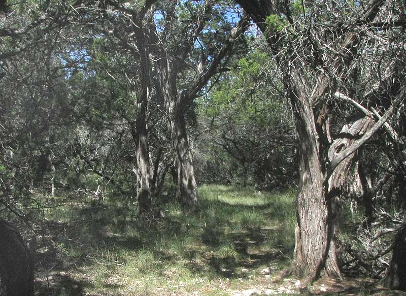 trail through Ashe Junipers