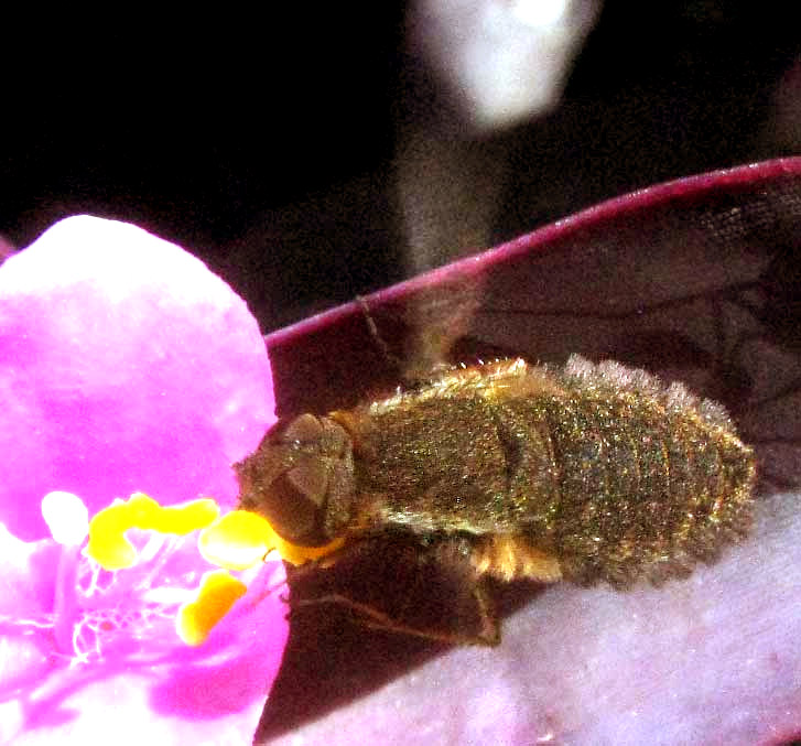 Sinuous Bee Fly, HEMIPENTHES SINUOSA