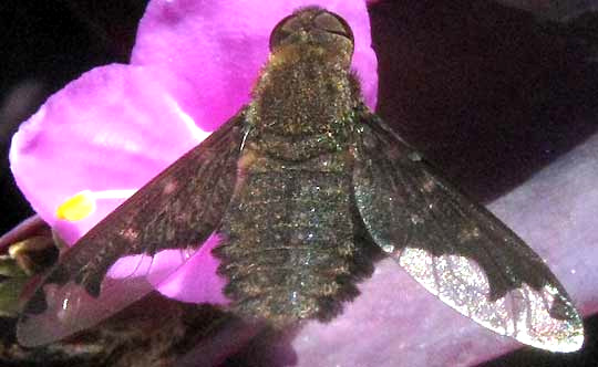 Sinuous Bee Fly, HEMIPENTHES SINUOSA, showing pigmentation on wings