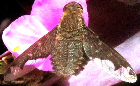 Sinuous Bee Fly, HEMIPENTHES SINUOSA, showing pigmentation on wings