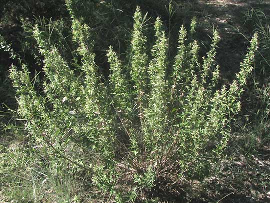 Brickellbush, BRICKELLIA CYLINDRACEA